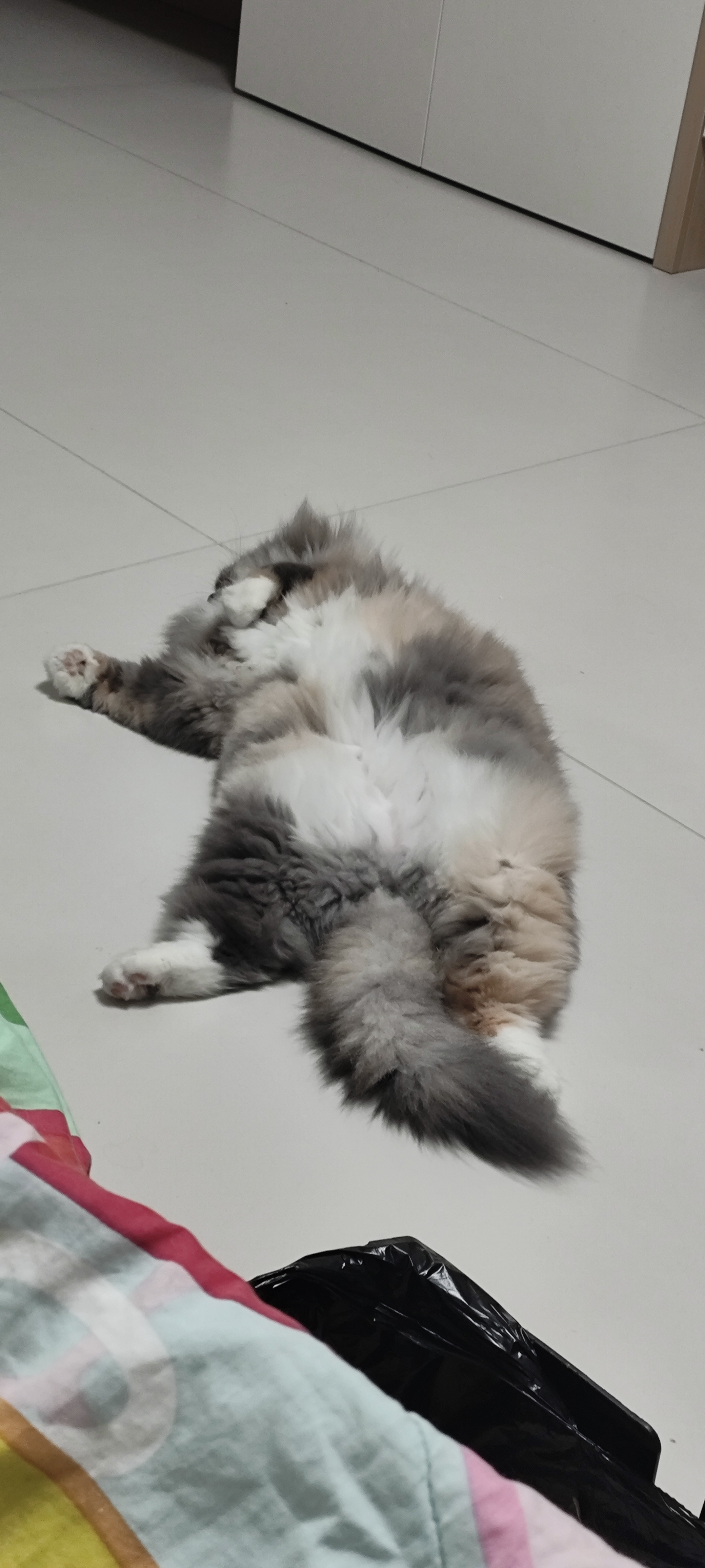 照片