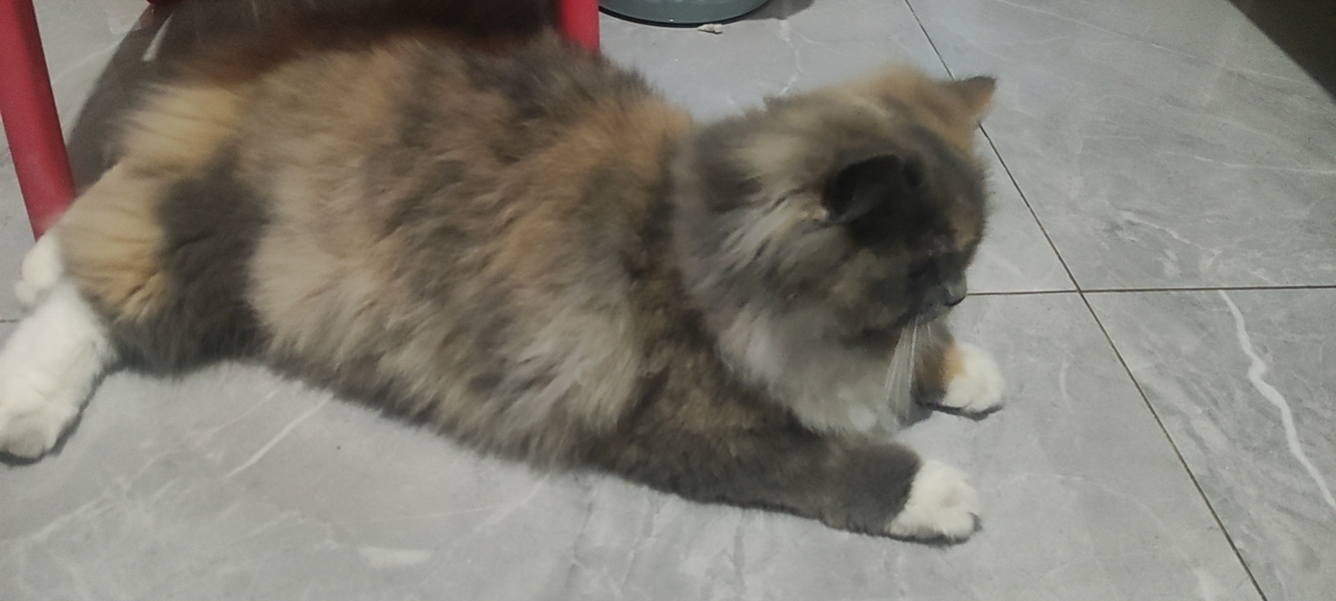 照片