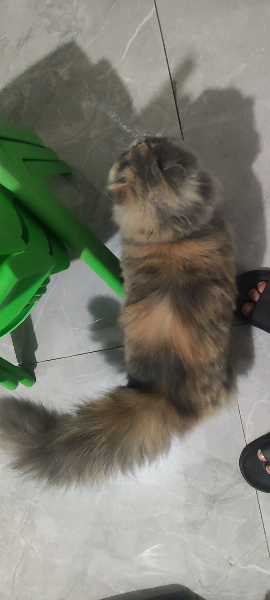 照片