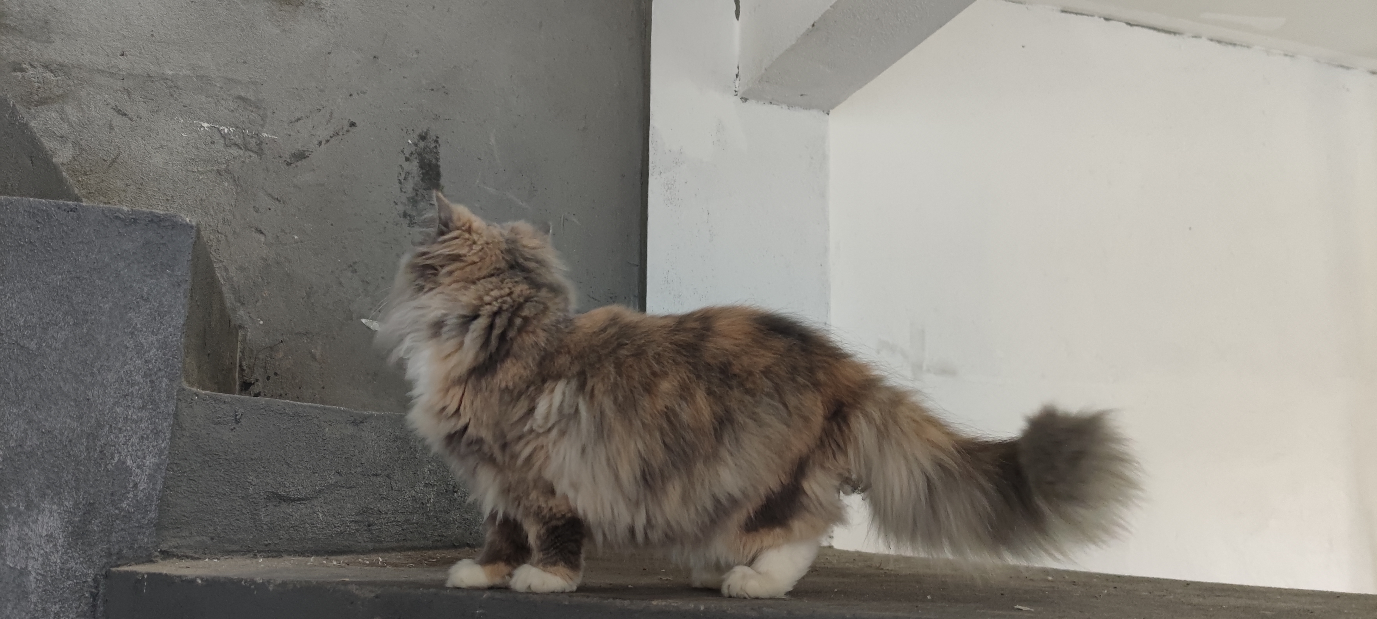照片
