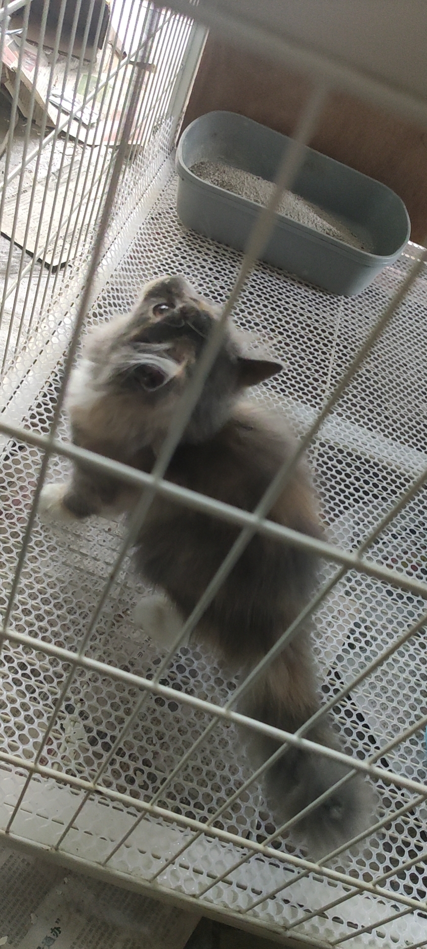 照片
