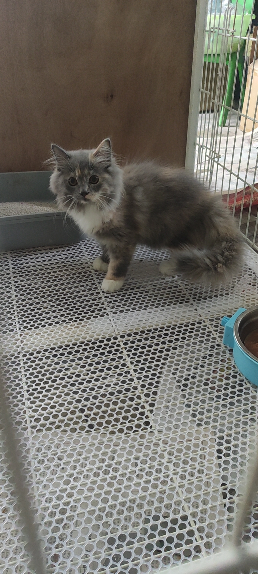 照片