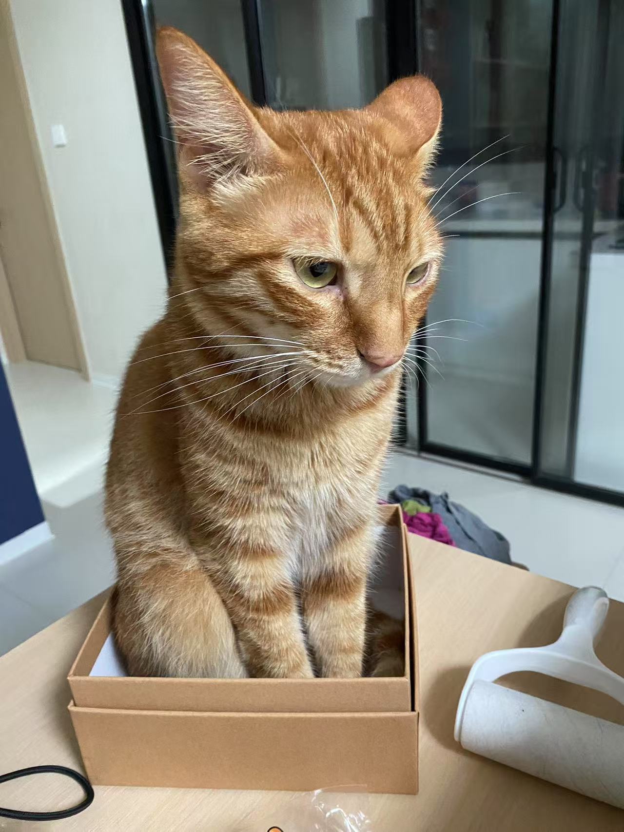 照片
