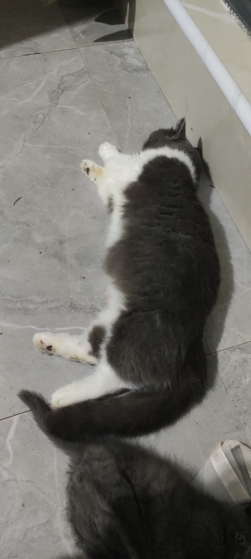 照片