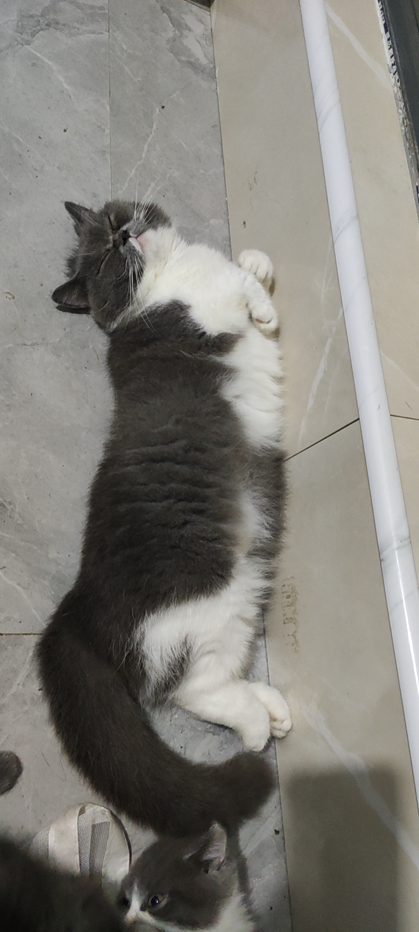 照片