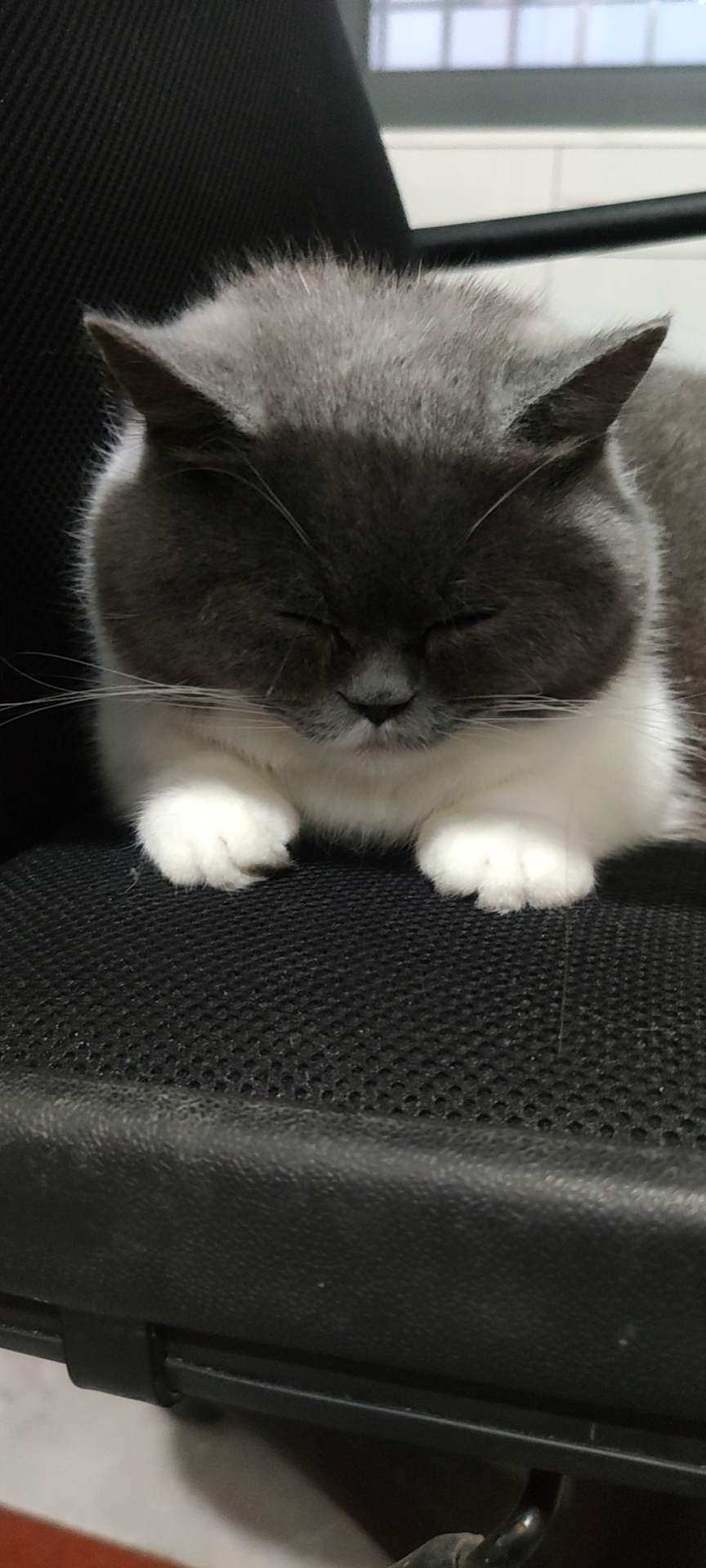照片