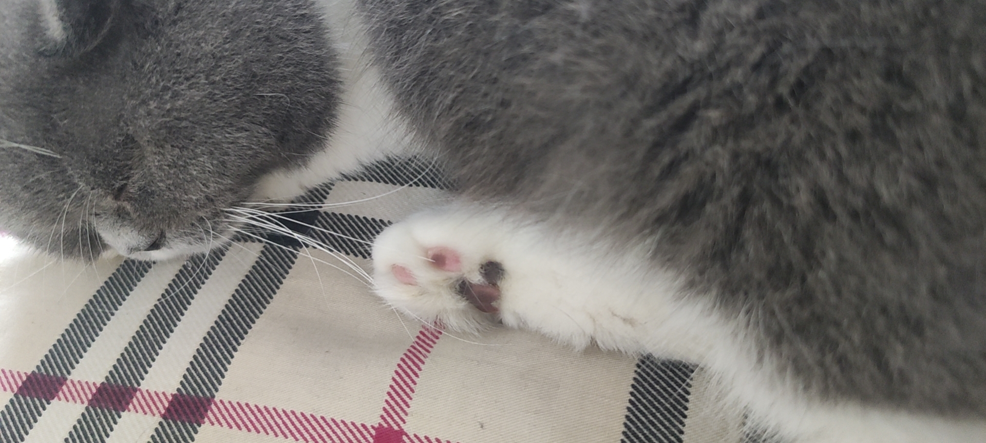 照片