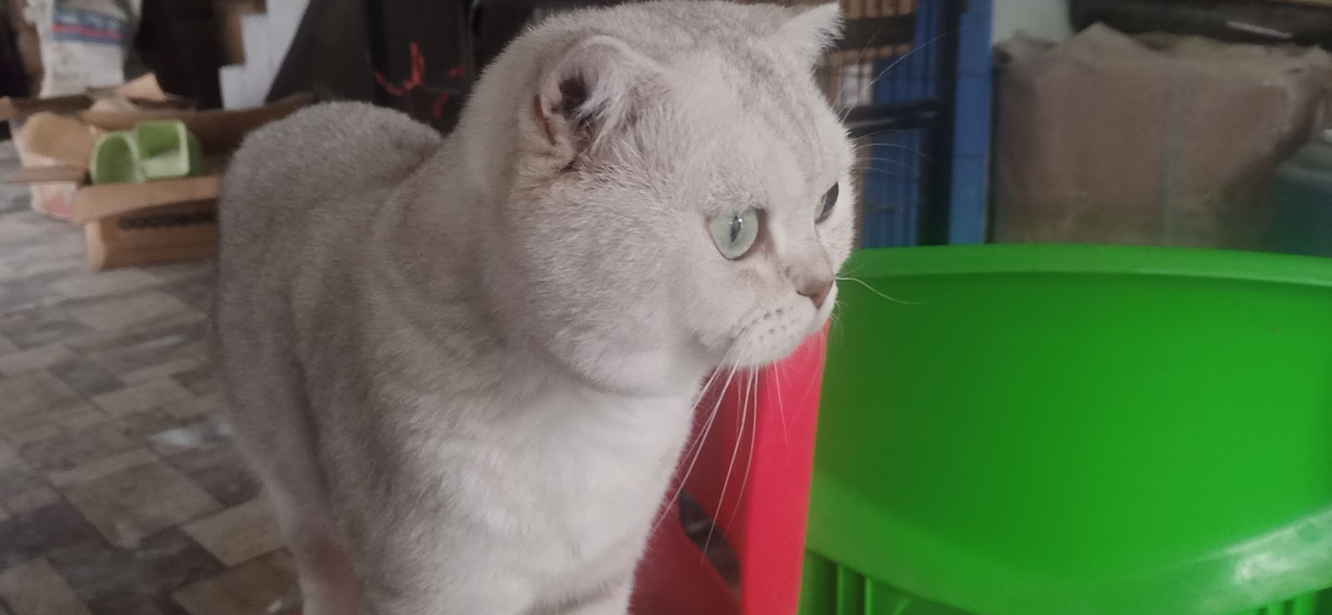 照片