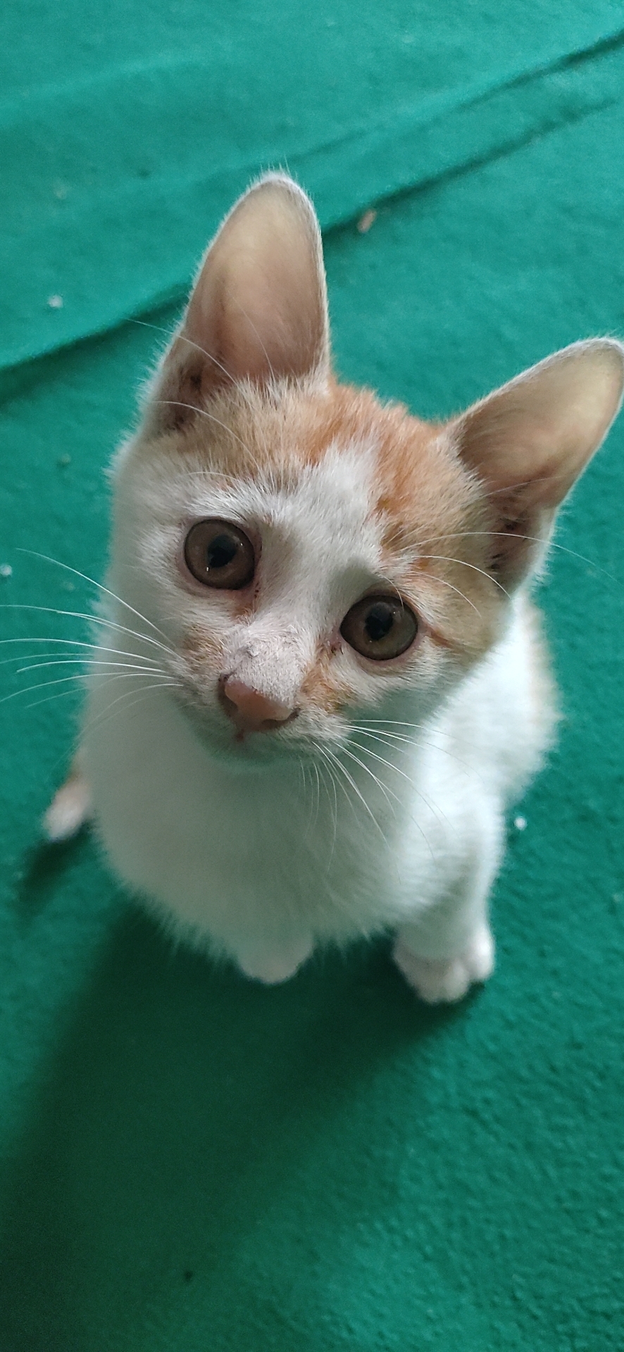 照片