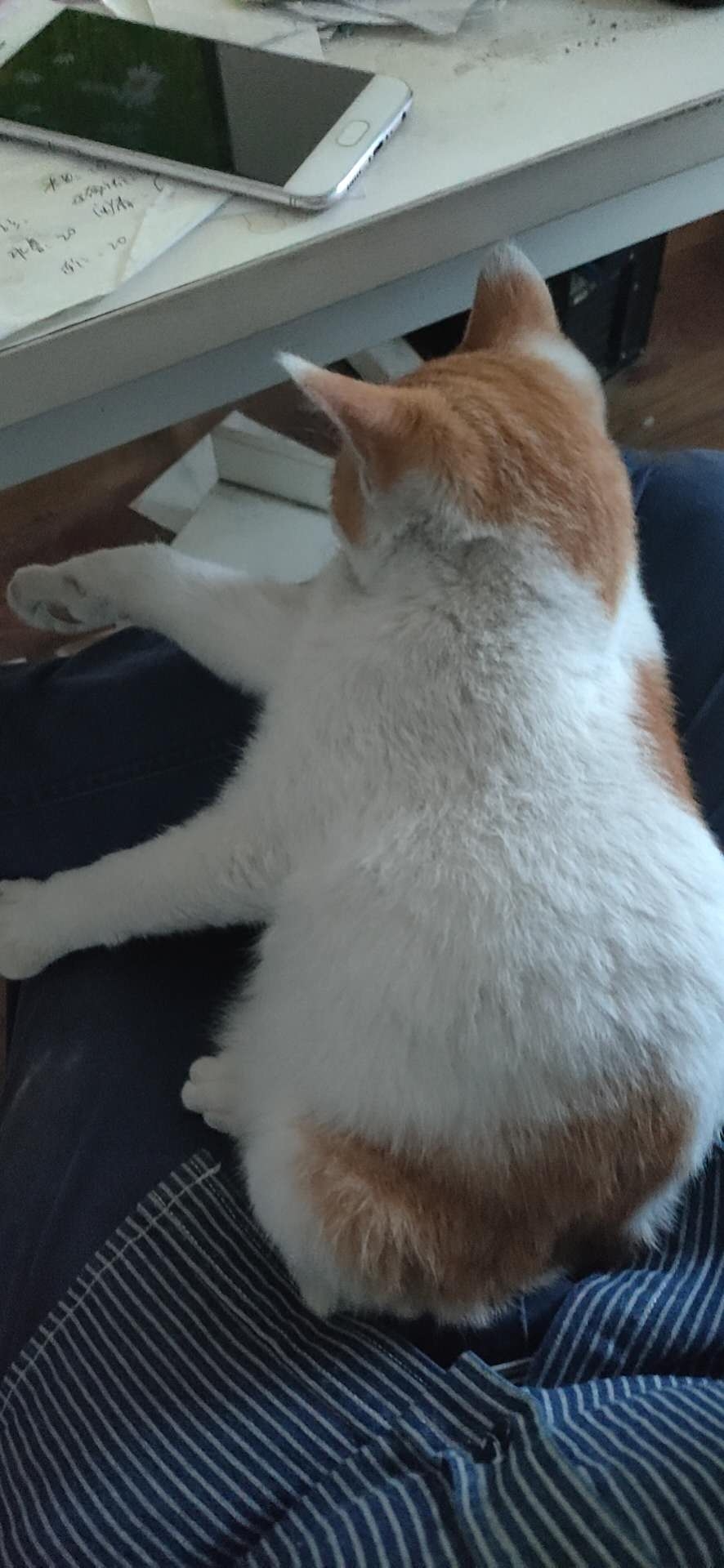 照片