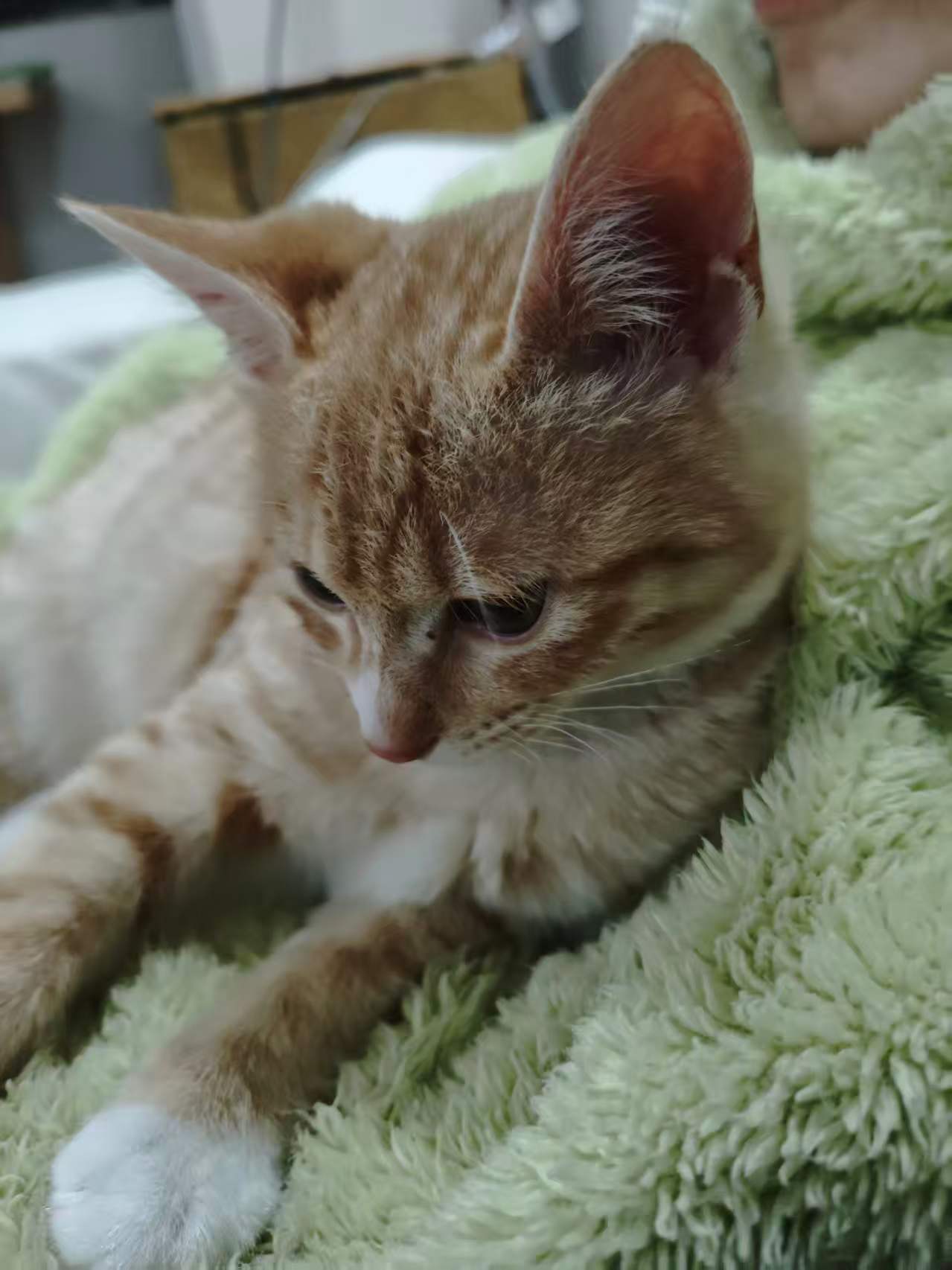 照片